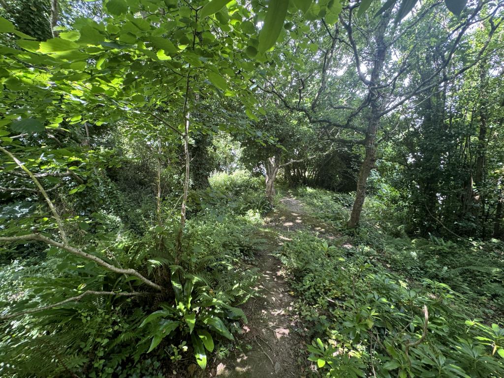 Lot: 154 - FREEHOLD PARCEL OF WOODLAND -